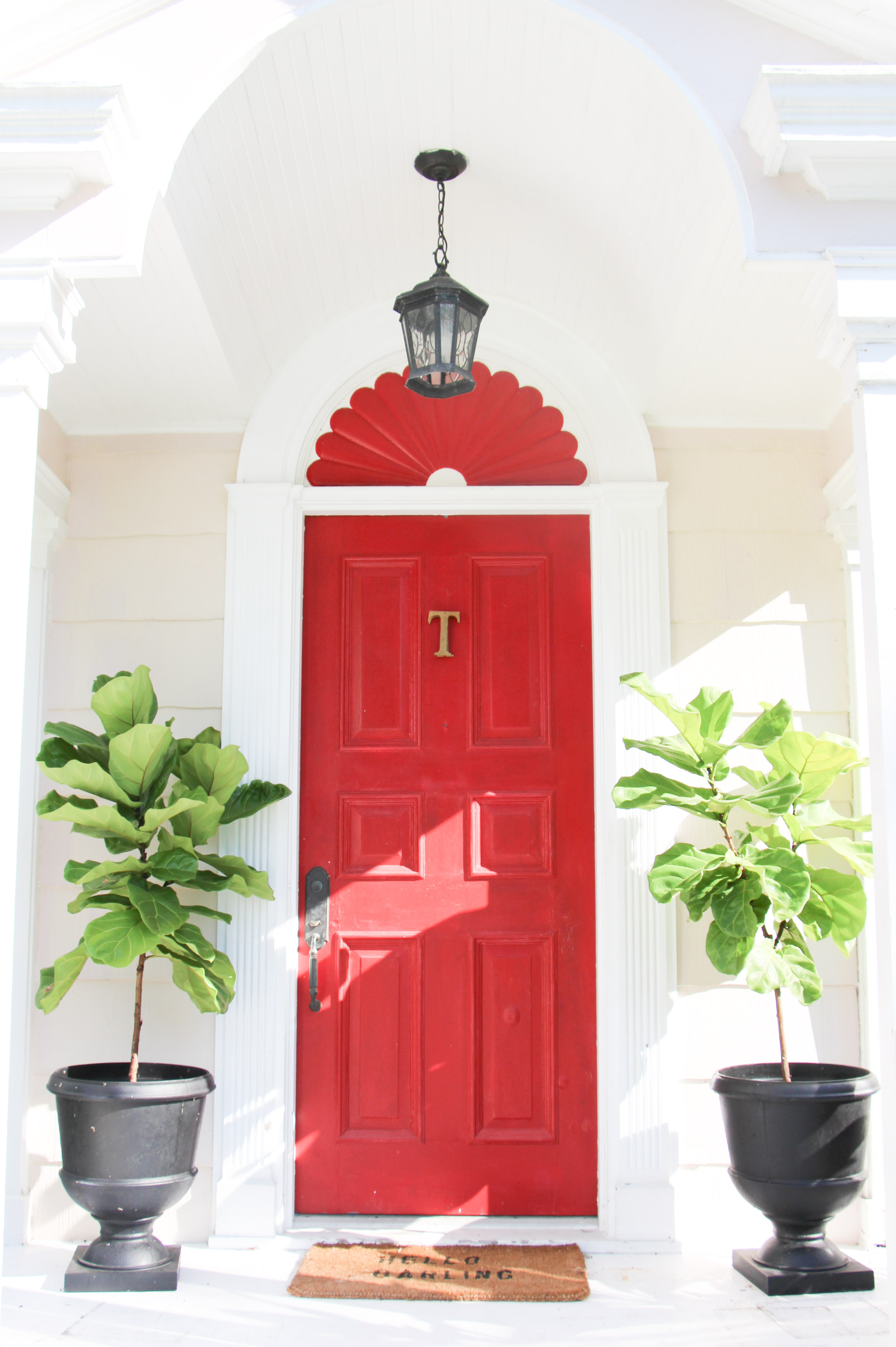 Fiddle Leaf Fig Tree for Front Door in Gulf Coast Florida